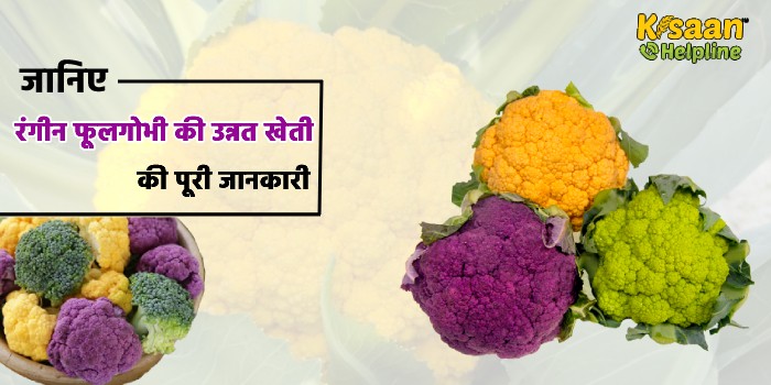 रंगीन फूलगोभी की उन्नत खेती : 110 दिन की फसल औसत उपज 200-300 क्विंटल प्रति हेक्टेयर